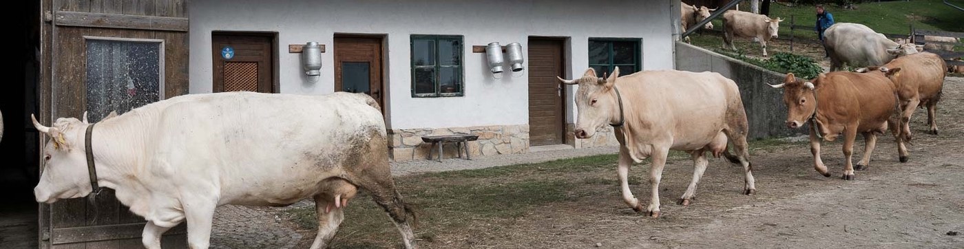 Kühe kommen von der Weide